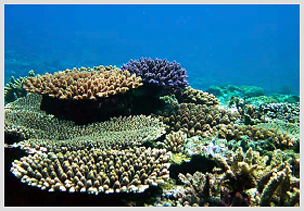 チービシのサンゴ礁01