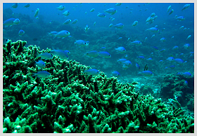 チービシのサンゴ礁02